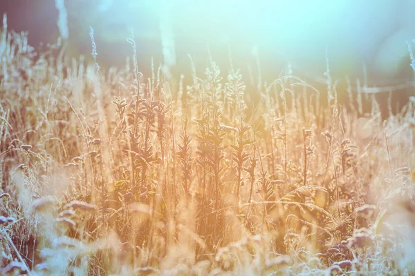 Sunny Day Flowers Meadow Beautiful Natural Background — Stock Photo, Image