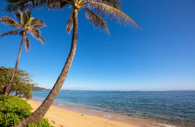 Tropikal plajda huzur