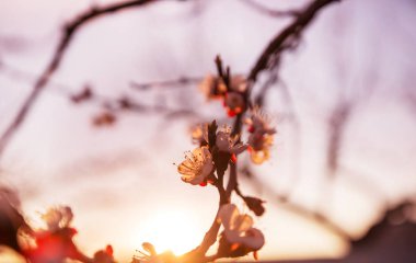 Bahar bahçesinde açan kiraz çiçekleri