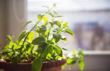 tencerede yeşil bitkiler