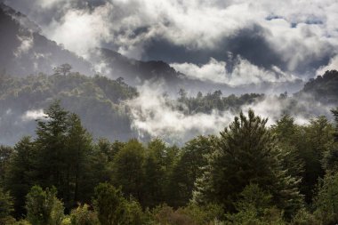 Sihirli puslu orman doğa manzara görünümü 