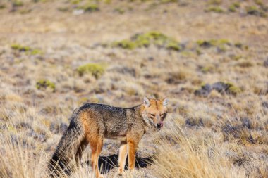 Güney Amerika gri tilkisi (Lycalopex griseus), Patagonya dağlarındaki Patagonya tilkisi.
