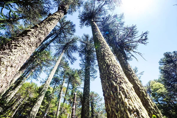 Neobvyklé Araucaria Araucaria Araucana Stromy Andách Chile — Stock fotografie