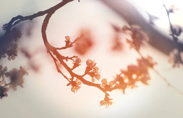 Květiny Třešně Kvetoucí Jarní Zahradě — Stock fotografie
