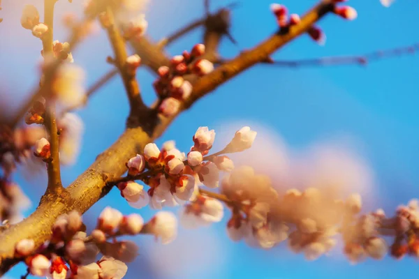 Flores Del Cerezo Floreciendo Jardín Primavera — Foto de Stock