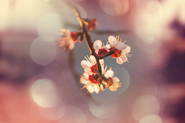 Bloemen Van Kers Bloeiende Het Voorjaar Tuin — Stockfoto