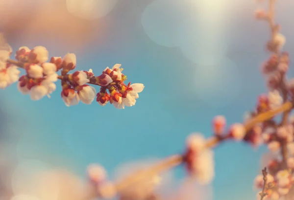 Flowers Cherry Blossoming Spring Garden — Stock Photo, Image