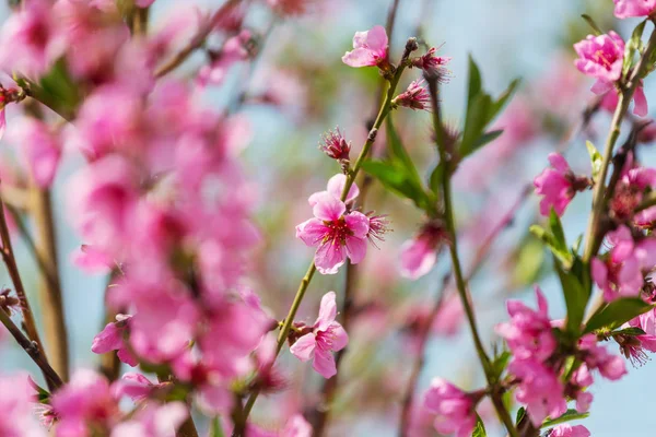 Árbol Floreciente Jardín Primavera Hermoso Fondo Natural Primavera —  Fotos de Stock