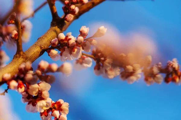 Цветы Сакуры Цветут Весеннем Саду — стоковое фото