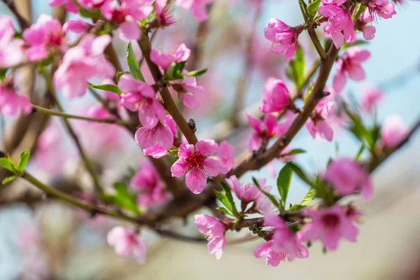 Blomstrende Træ Foråret Haven Smuk Forår Naturlig Baggrund - Stock-foto