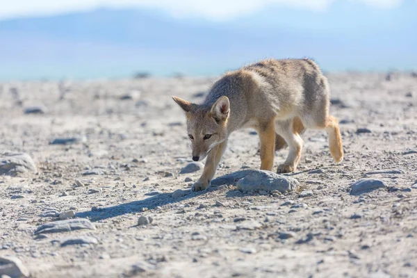 Raposa Cinzenta Sul Americana Lycalopex Griseus Raposa Patagônia Nas Montanhas — Fotografia de Stock