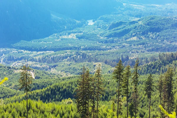 Grüne Bewaldete Hügel Den Kanadischen Bergen — Stockfoto