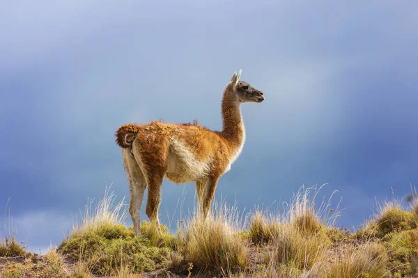 南美野生羊驼 Lama Guanicoe 在巴塔哥尼亚 — 图库照片