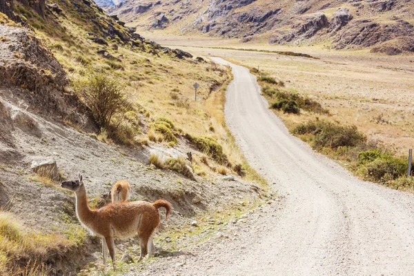 Guanaco Lama Guanicoe Patagonia — Foto de Stock