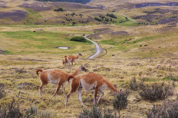 Guanakó Lama Guanicoe Patagonia — Stock Fotó