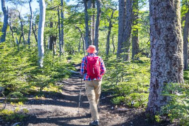 Güney Amerika, Şili 'de volkan bölgesinde (Araucania) yürüyüş yapan adam