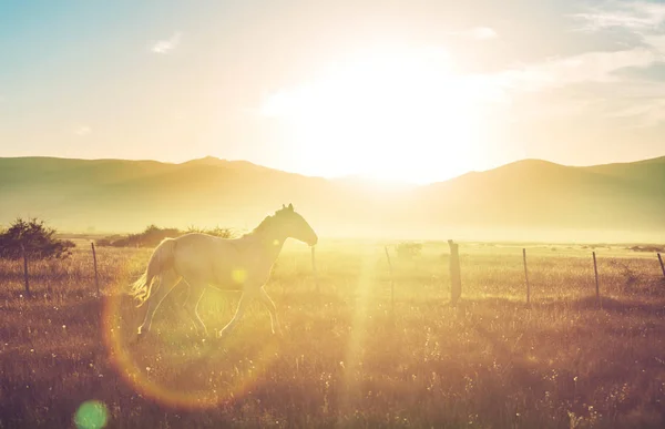 日没の牧草地の白い馬 — ストック写真