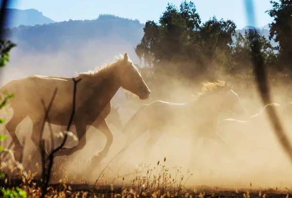Кінь Стадо Працювати Пасовищі Чилі Південна Америка — стокове фото