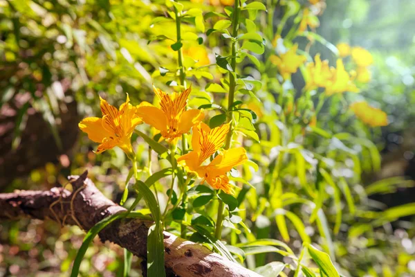 Dzikie Orchidee Kwiaty Zielonym Lesie Letnim Chile — Zdjęcie stockowe