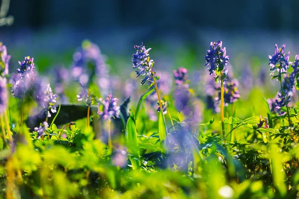 Bellissimi Fiori Primavera Giardino — Foto Stock