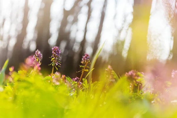 Kauniita Metsämaisemia Kevään Kukat Metsässä — kuvapankkivalokuva