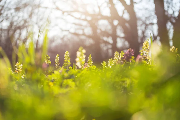 Beaux Paysages Boisés Fleurs Printanières Dans Forêt — Photo