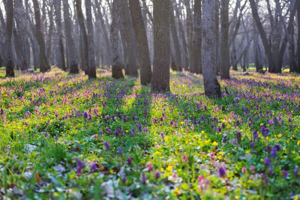 美しい森の風景 春の花森の中 — ストック写真