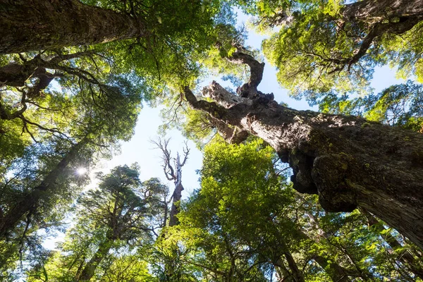 Letní Les Úsvitu Inspirující Letní Pozadí — Stock fotografie