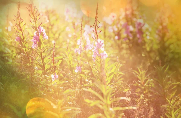 Sunny Day Flowers Meadow Beautiful Natural Background — Stock Photo, Image