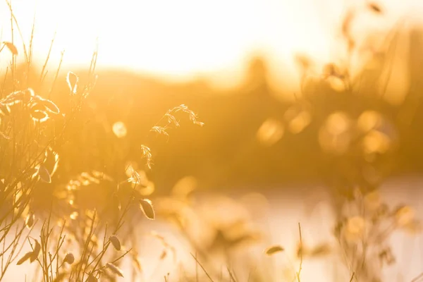 Sonnentag Auf Der Blumenwiese Schöner Natürlicher Hintergrund — Stockfoto