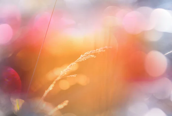 Solig Dag Blomsterängen Vacker Naturlig Bakgrund — Stockfoto