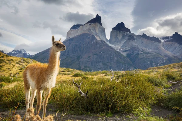 Gyönyörű Hegyvidéki Tájak Torres Del Paine Nemzeti Parkban Chilében Világhírű — Stock Fotó