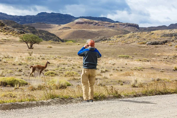 Guanako Lama Guanicoe Patagonii — Stock fotografie