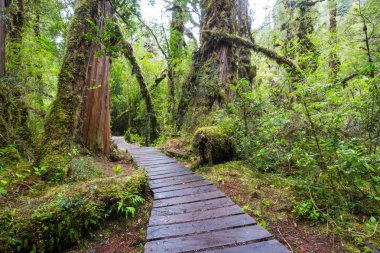 Ormanda tahta kaldırım.
