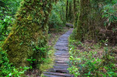 Ormanda tahta kaldırım.