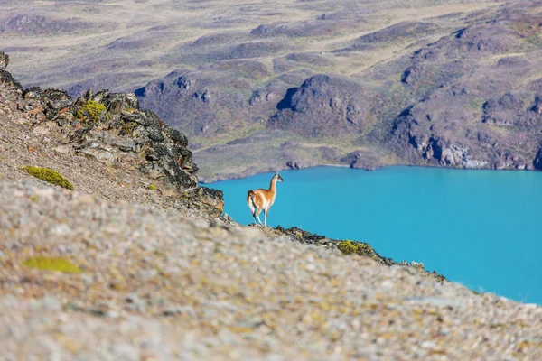 Guanaco Lama Guanicoe Patagonia —  Fotos de Stock