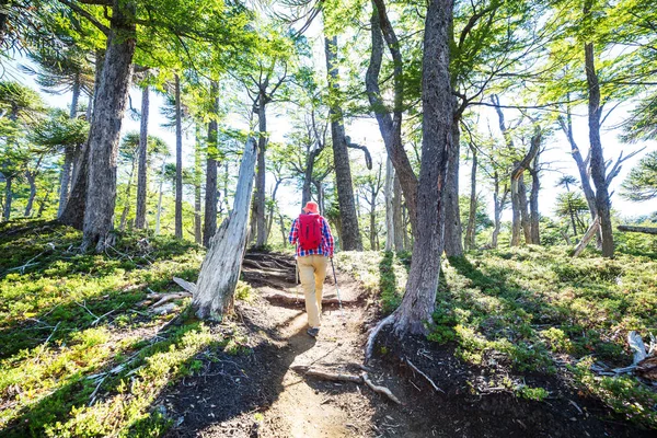 Homme Randonnée Baie Sentier Dans Forêt — Photo