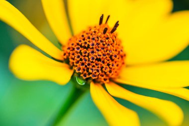 Güzel çiçeklerin yakın çekimi. Çiçek arkaplanı için uygun.