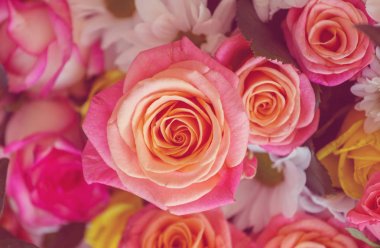 Pembe gül, güzel doğa arka planı.