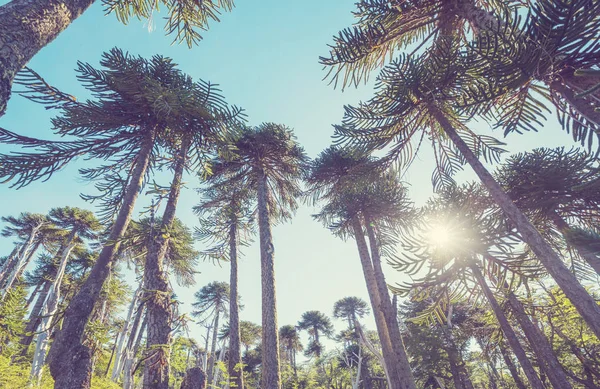 Ongebruikelijke Bomen Van Araucaria Araucaria Araucana Het Andesgebergte Chili — Stockfoto