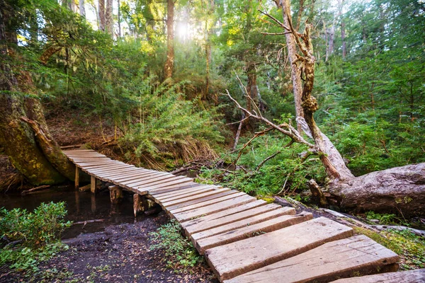 Holzsteg Wald — Stockfoto