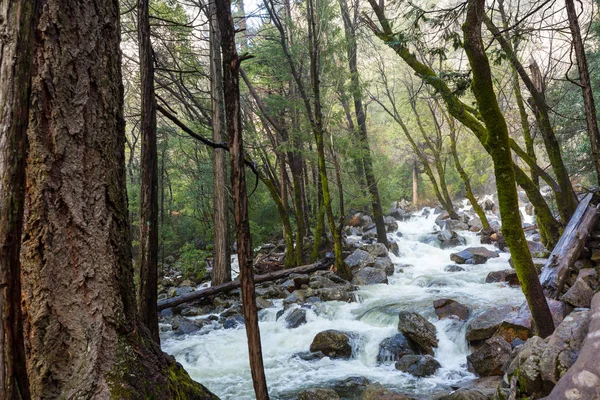 Schöner Kleiner Fluss Wald — Stockfoto