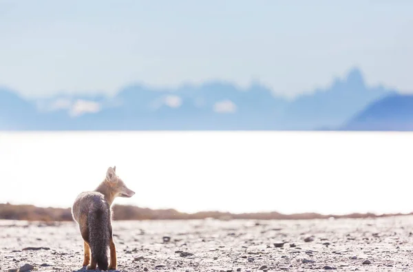 South American Grey Fox Lycalopex Griseus Patagonian Fox Patagonia Mountains — стокове фото