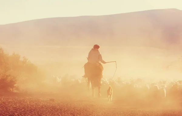 阿根廷巴塔哥尼亚山区的山羊群 — 图库照片