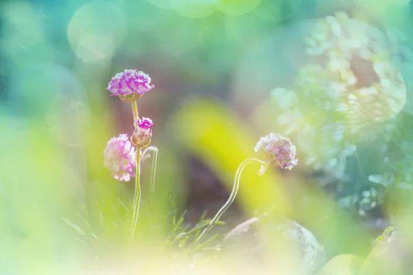 สวนท สวยงาม ดอกไม ใบไม — ภาพถ่ายสต็อก