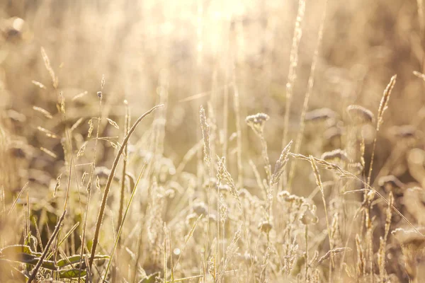 花の牧草地で晴れた日 美しい自然背景 — ストック写真