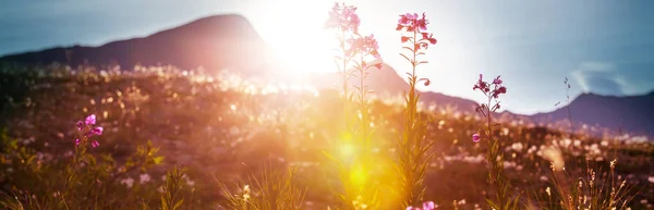 Journée Ensoleillée Sur Prairie Fleurs Beau Fond Naturel — Photo