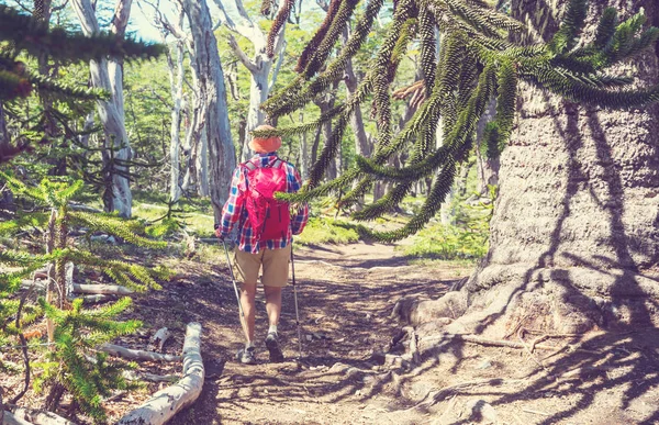 Außergewöhnliche Araucaria Araucaria Araucana Bäume Den Anden Chile — Stockfoto