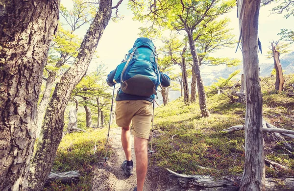 Hiking adam yolun ormanın içinde bay.