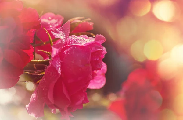 Pink Rose Prachtige Natuur Achtergrond — Stockfoto